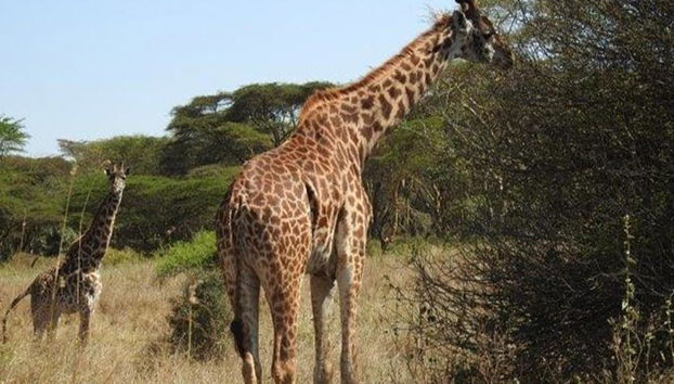 Excursión de un día al lago Naivasha y al Parque Nacional Hells Gate - Foto 3